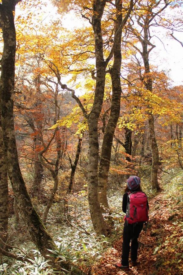 大山古道の紅葉